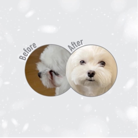 Superior Care White Dogs Grain Free Small & Mini Breeds Adult – hrană uscată fără cereale pentru câini adulți de talie mică și mini, cu pește alb, 1,5 kg